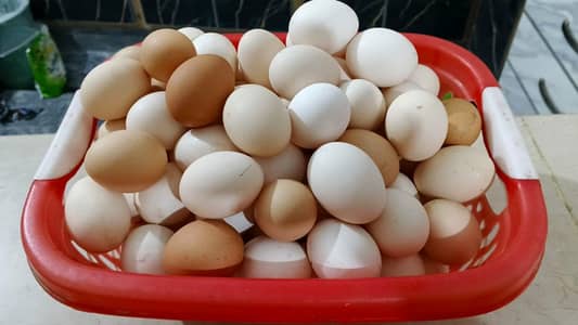 Desi eggs for sale