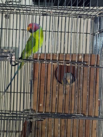 plum head urgent sale exchange ho skta ha cnour pair sa