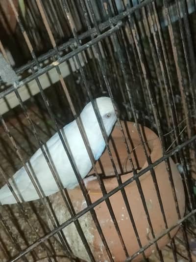 7 BREADER PAIRS FOR SALE RED EYE