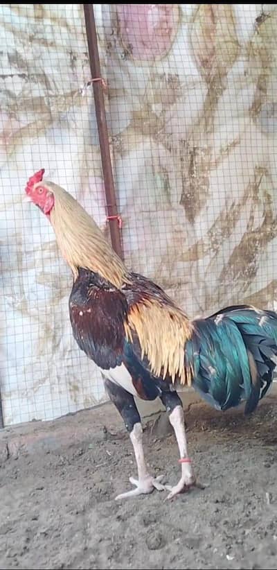 Beautiful Red Jawa Patha Available