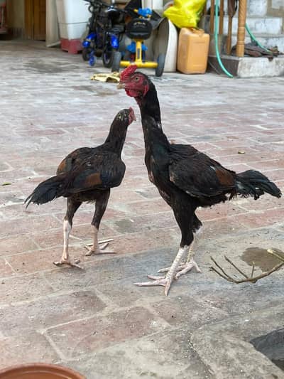 BLACK BEAUTY HEN ASEEL NASAL male