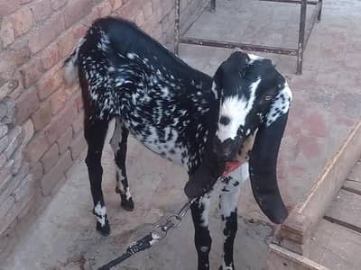 Healthy active Desi Bakria