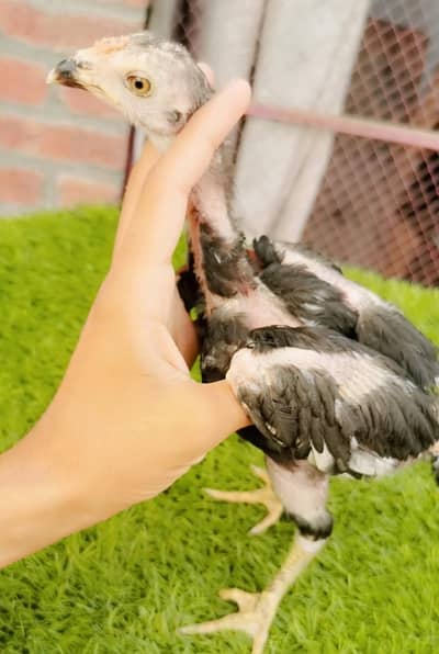 pure Pakistani chick (lakha Sindhi  Father ,   Mother barmi cross)