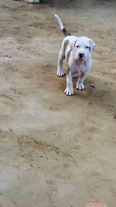 bully dog