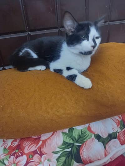 cat for sale