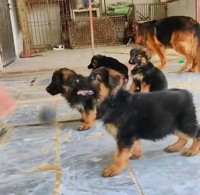 Long coat German Shepherd . 03444815864. WhatsApp