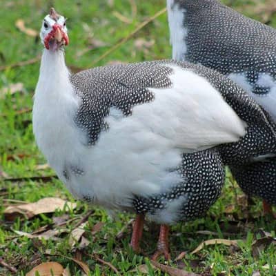 Pied Gunieafowl Chicks