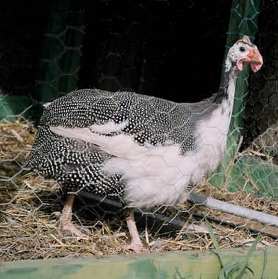 Gunieafowl Chicks