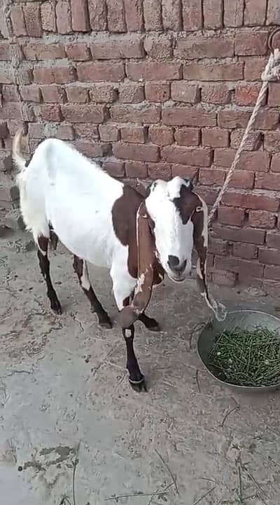 red white goat