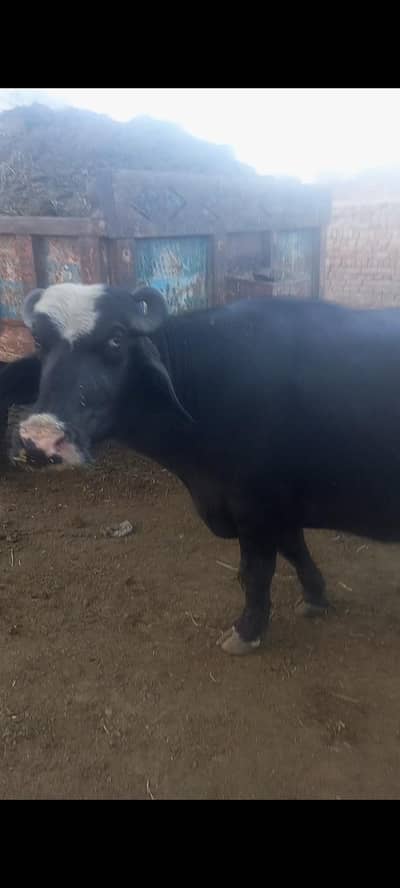 gabban buffalo bhains maj second timer with 5 kg dhodh