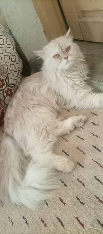 Persian Cat Urgent Sale