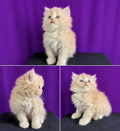Persian kittens