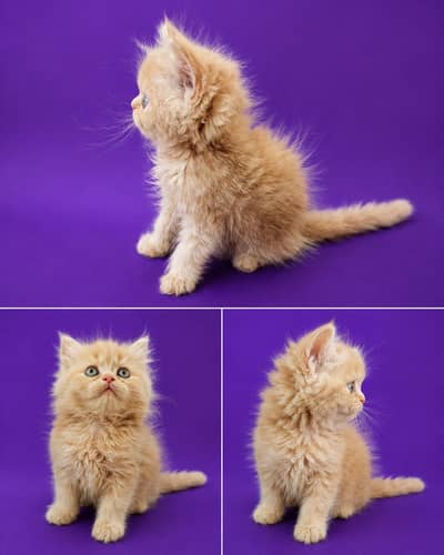 Persian kittens