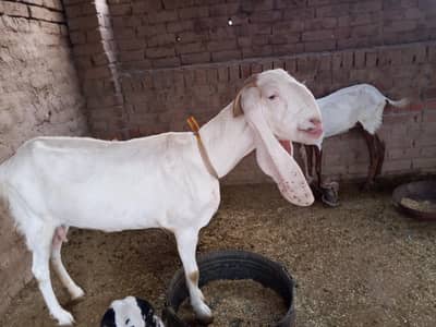 Goat For Sale