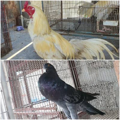 blue female or aseel male