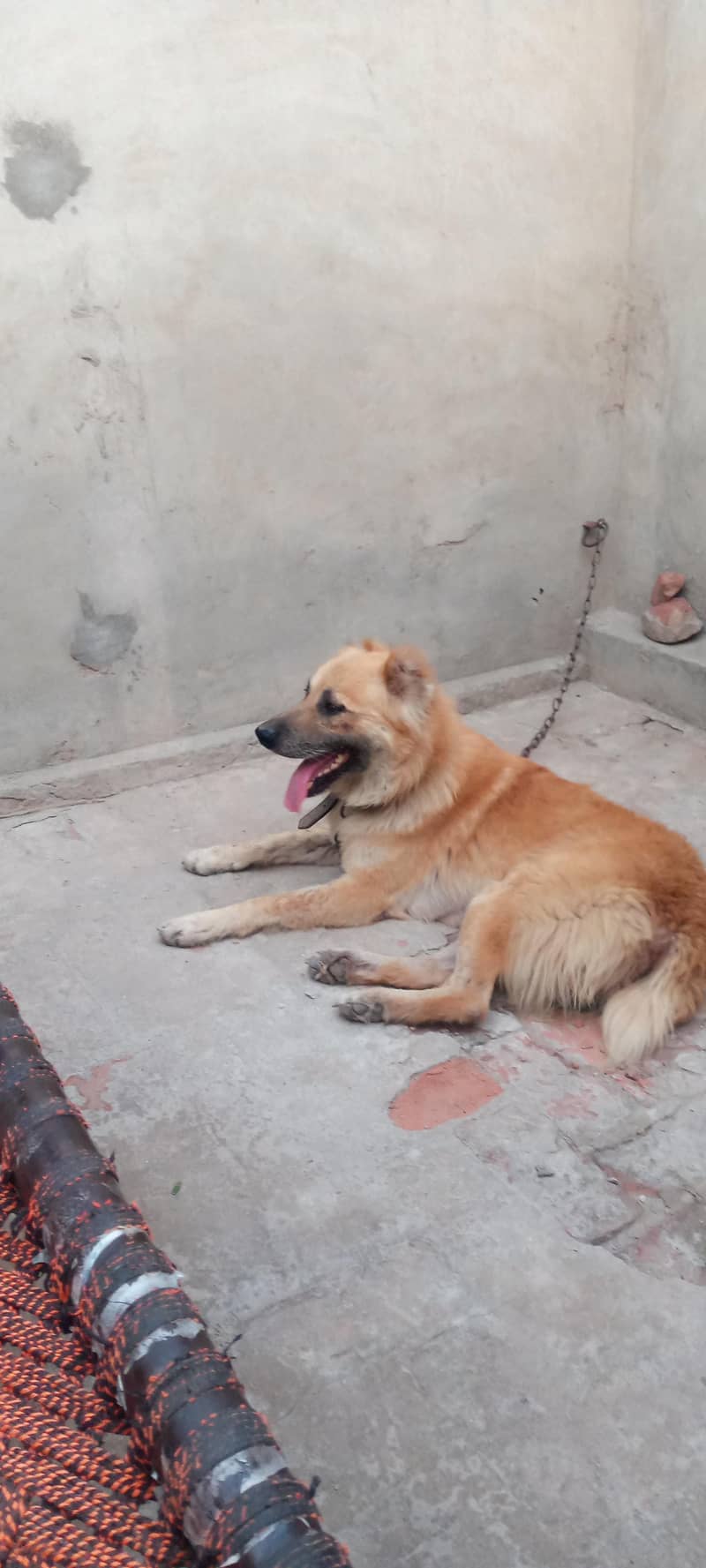 4 legged security 0