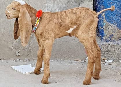 puor Nagra Beetal Bareedar Female