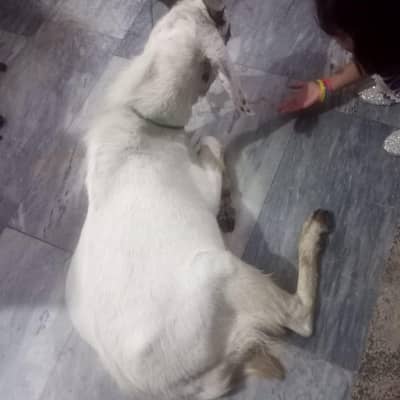 Healthy Bakra for Sale – 1.5 Years Old