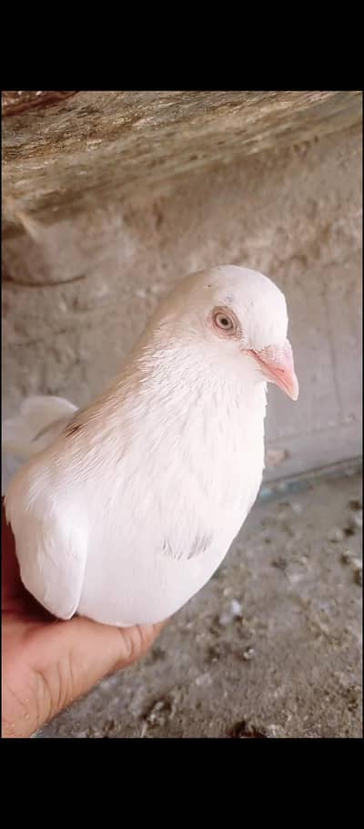 white kabootar for sale