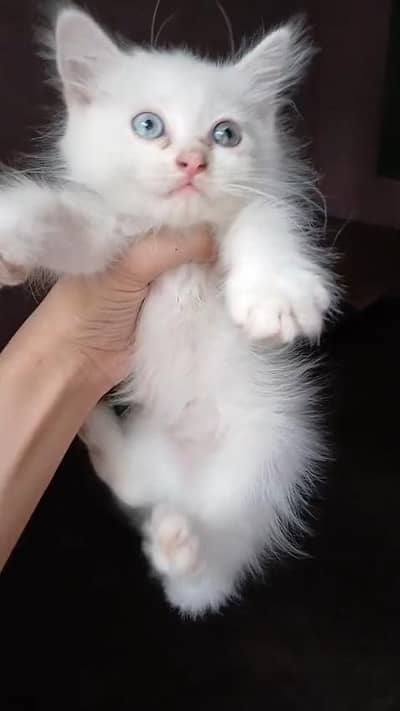 Pure Persian Kittens Available – Healthy & Playful