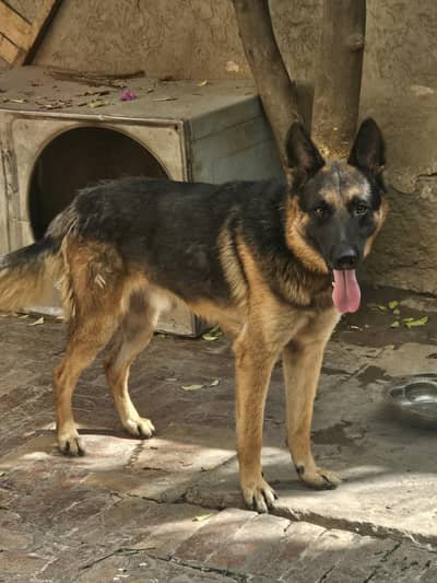 German shepherd  short coat
