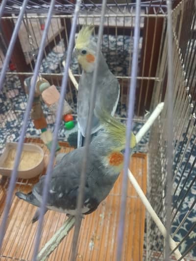 cockateil pair fir sale