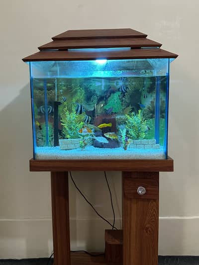 Aquarium & fishes