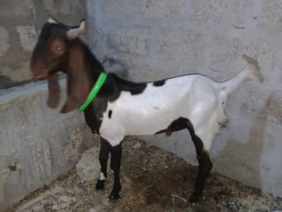 bakra