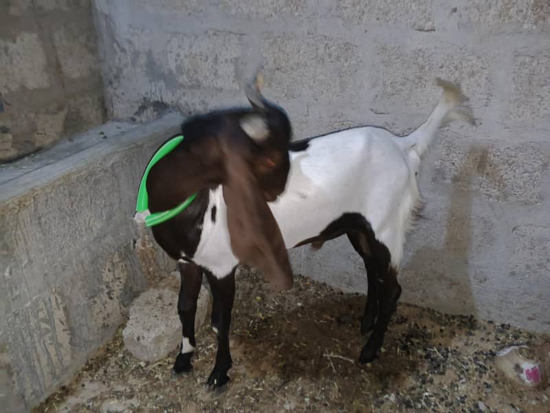 bakra 1