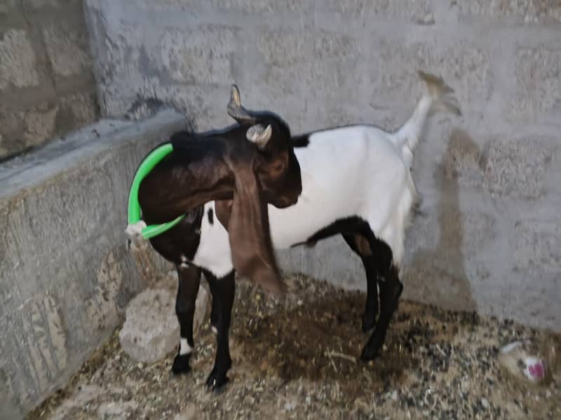 bakra 2