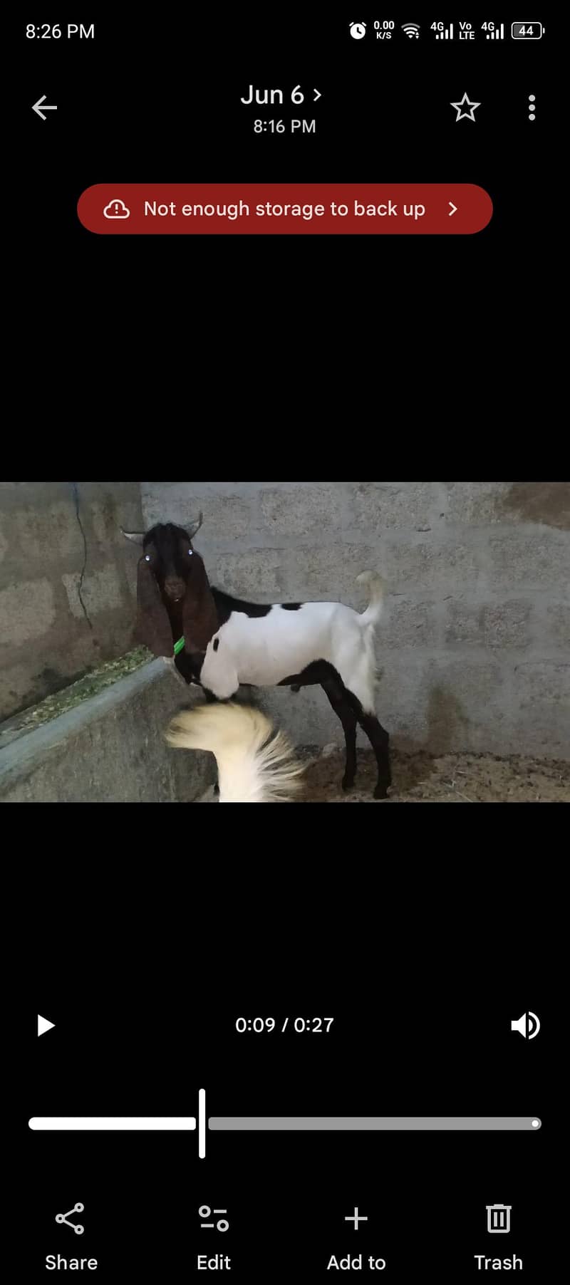 bakra 3