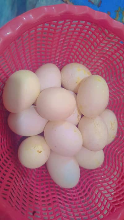 Duck egg