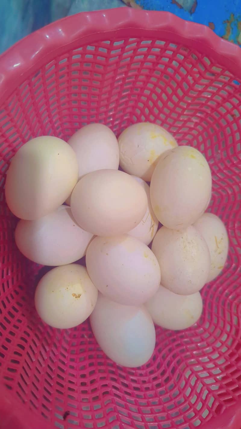 Duck egg 0