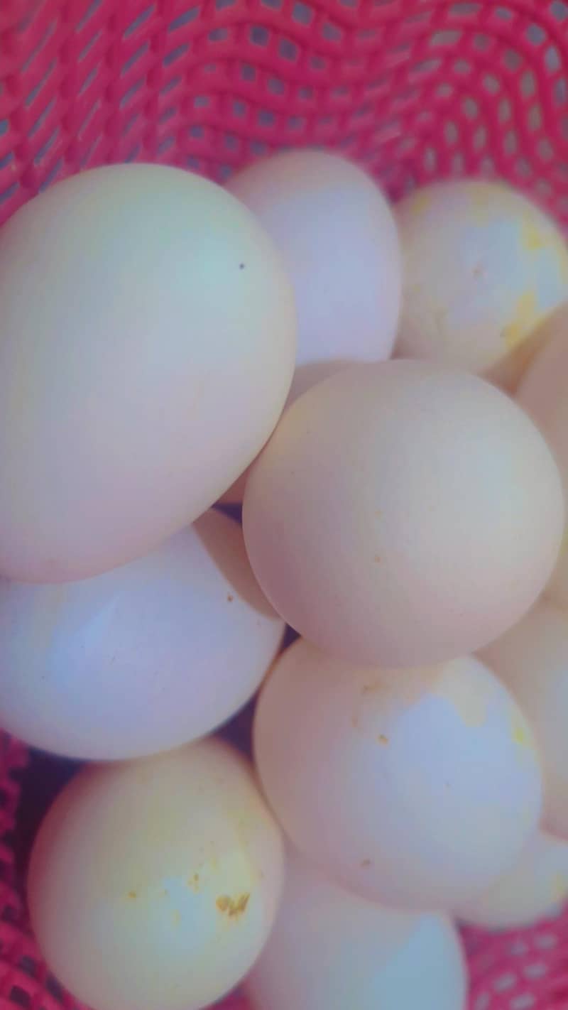 Duck egg 1