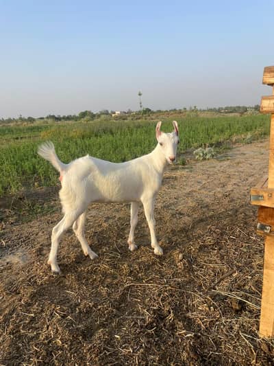 Little Goat