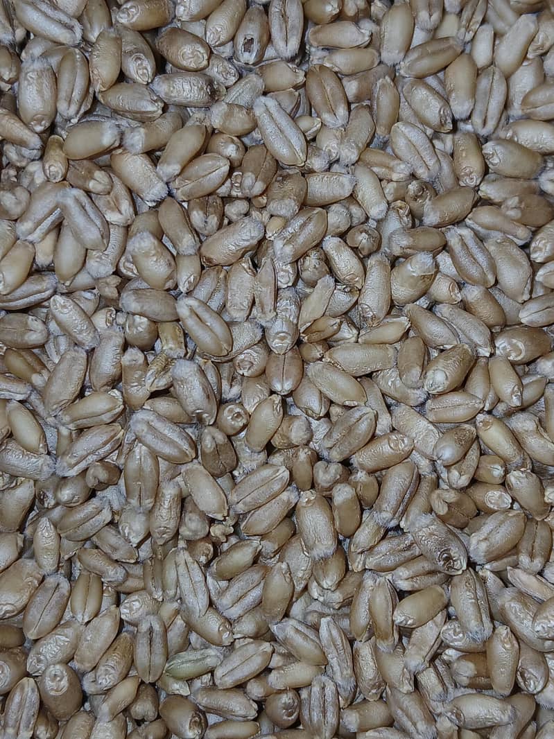 wheat 0