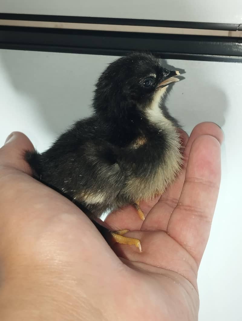 Austrolop chicks 0