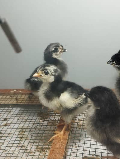Austrolop chicks