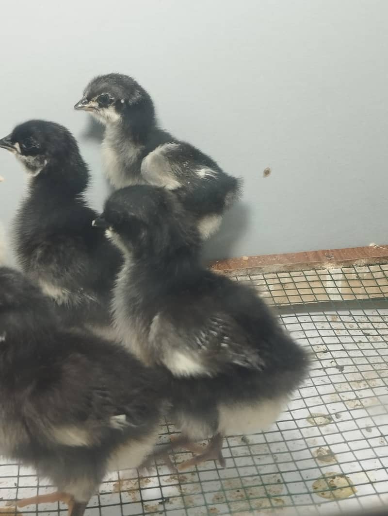 Austrolop chicks 2