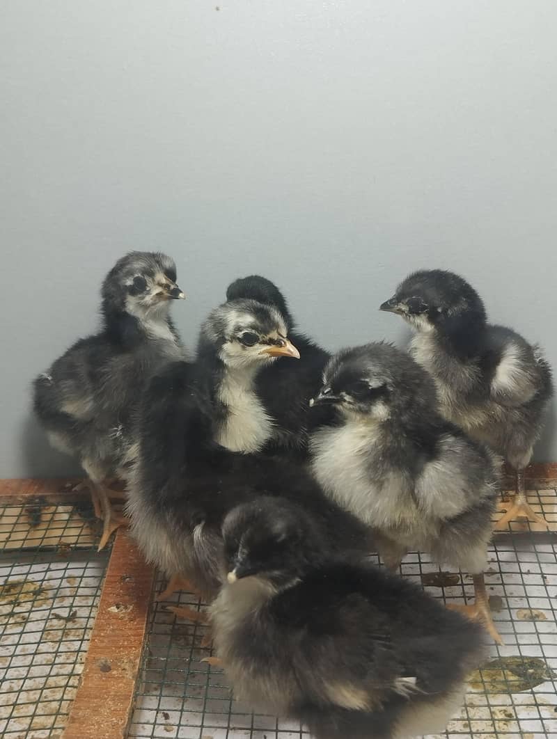 Austrolop chicks 3