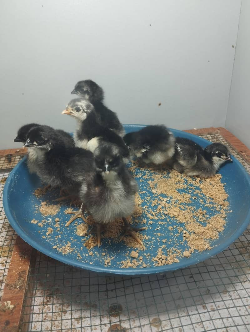 Austrolop chicks 4