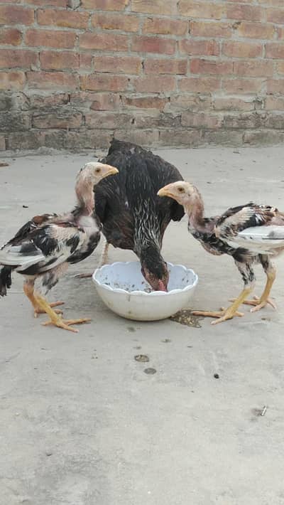 best chicks breed with lakha and Thai cross