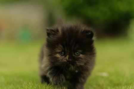 Premium Quality Persian Kittens for Sale