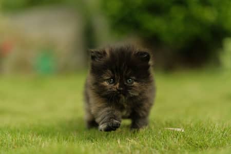 Premium Quality Persian Kittens for Sale