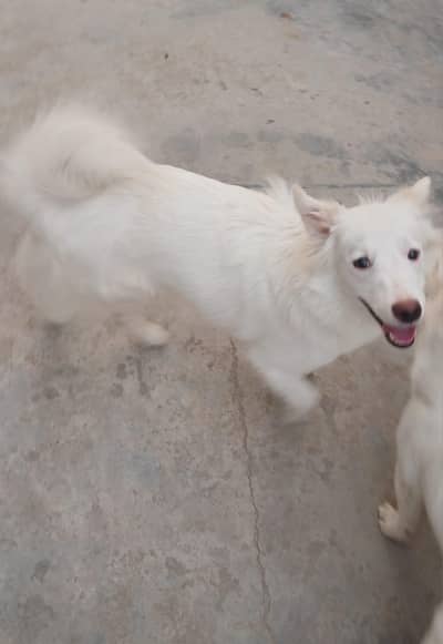 Russian puppy