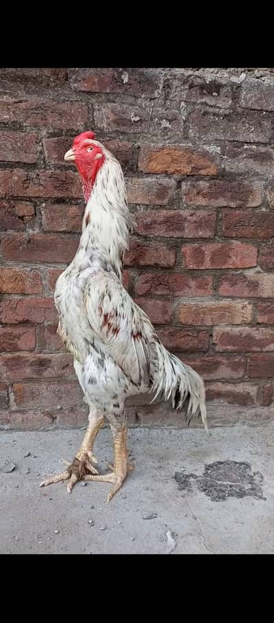 pure shamo argent sale