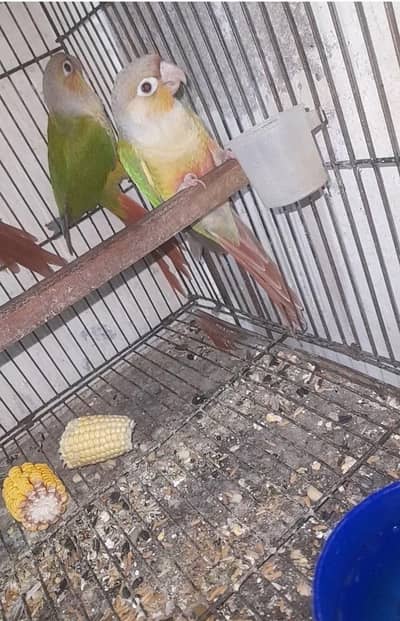 pineapple conour 4 months plus 2pcs available