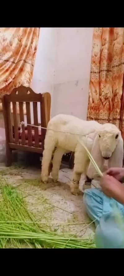 kajla chatra active bacha 2 month ka