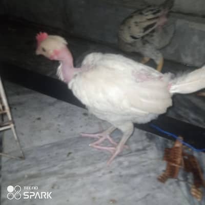 dasi hens