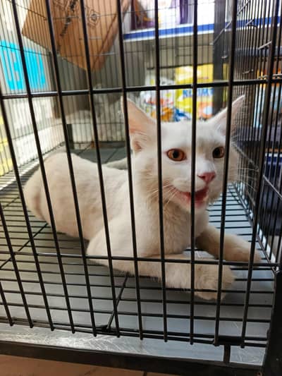 persian cat